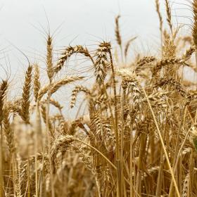 שיבולים בשדה ספירת העומר